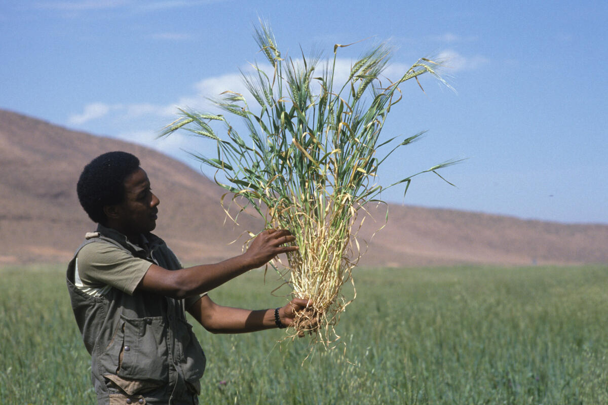 A man in an African field holds high ears of wheat