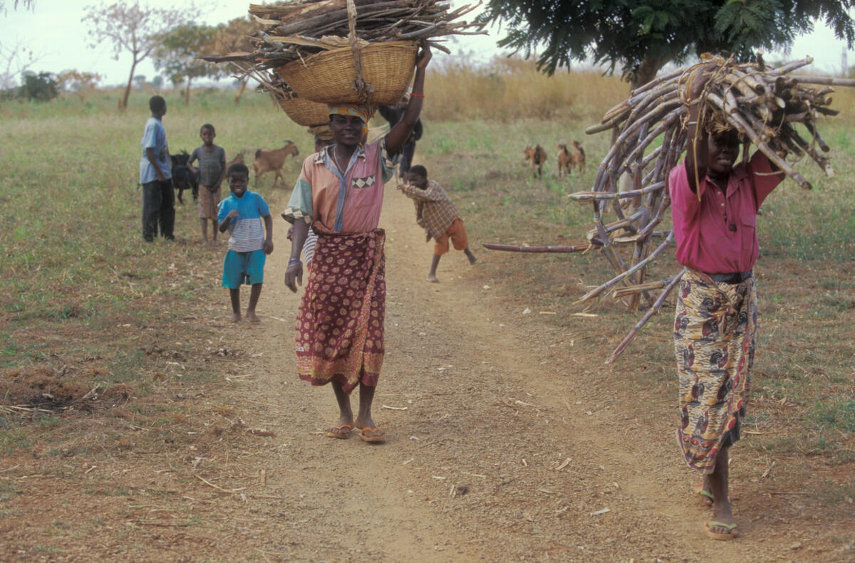 Rural Mozambican women carry firewood as boys play among goats in the background