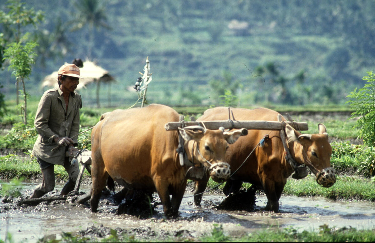 An Indonesian farmers ploughs a rice field with two buffalo through splashing water