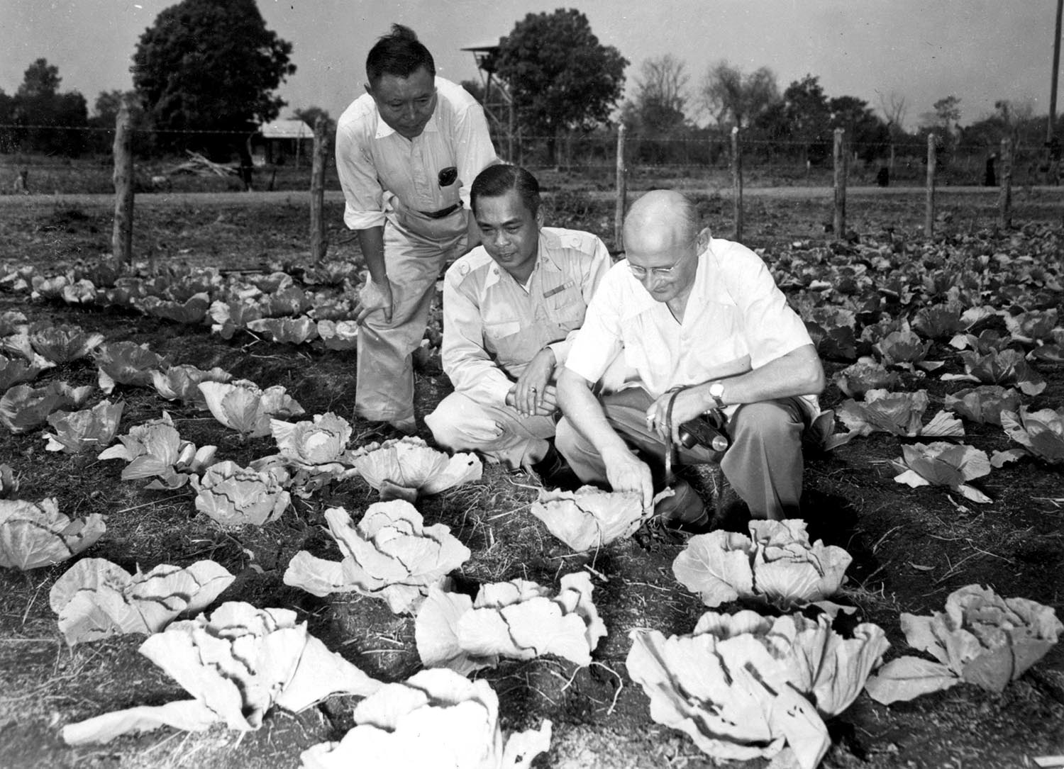 Three men, one a FAO expert, kneel to examine a cabbage field