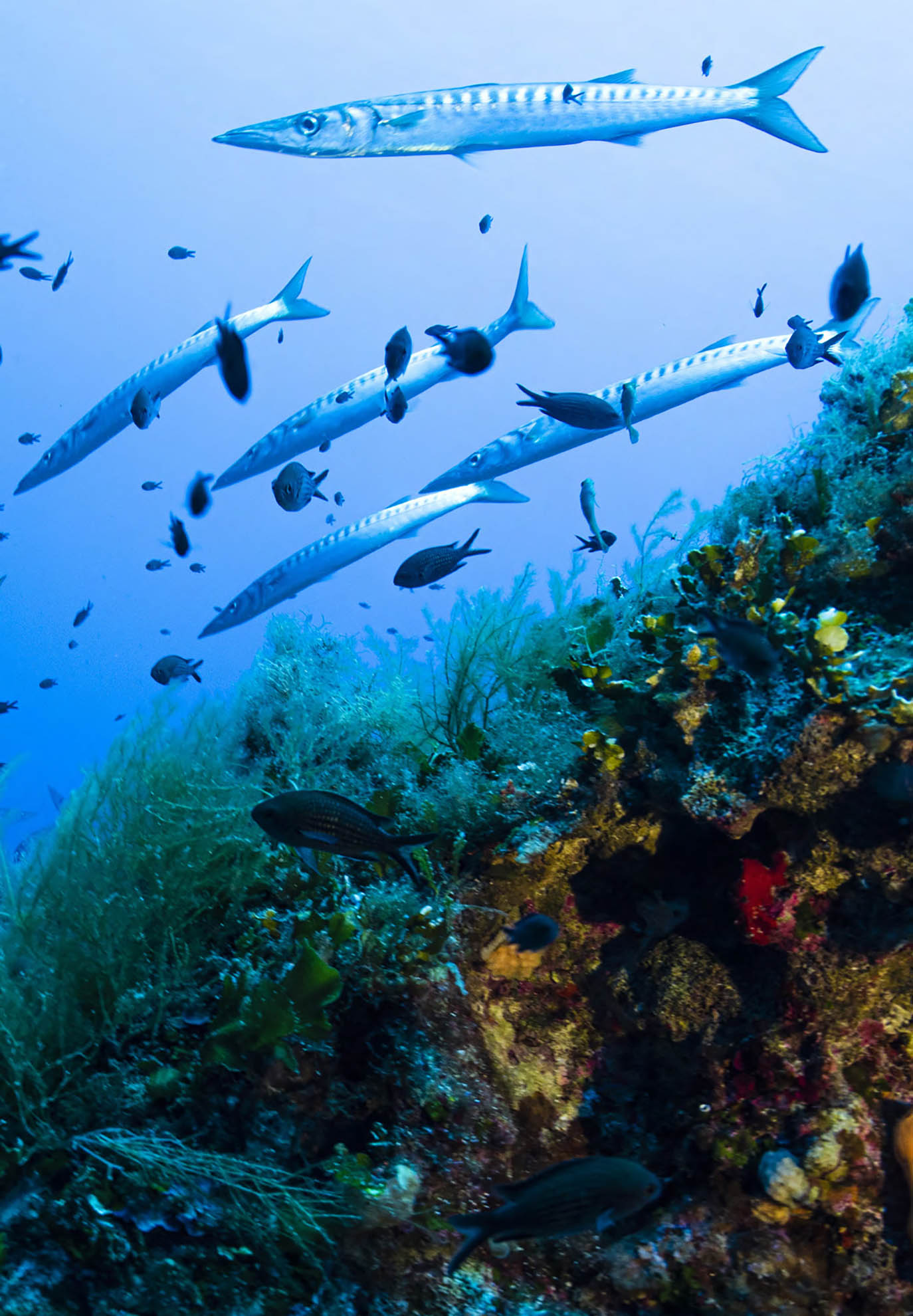 MALTE Une variété d’espèces de poissons nageant dans une aire marin protégée dans la mer Méditerranée. © FAO/Kurt Arrigo