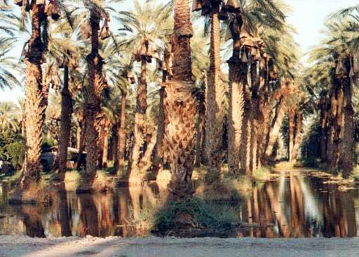 Figure 8: Date Bunches covered with Paper Bags against (early) Rains and Sunburn (California)