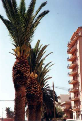 Figure 12: Canary Palms (<i>Phoenix Canariensis) (Note flower development in these overpruned ornamental palms)(Sicily,Italy)