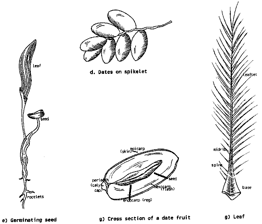 Figure 15: Major Parts of the Date Palm