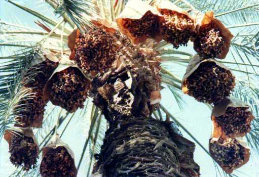 Figure 16: A Fully Laden Deglet Noor Palm (California)