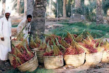 Figure 27: Harvesting Whole Bunches of Sweet Khalaal:: Baskets made of palm leaflets are used for transport