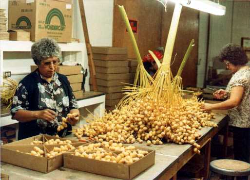 Figure 29: Packing of Sweet Khalaal for Postal Market Sales (California)