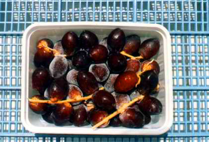 Figure 30: Thawing of Frozen Khalaal (cv Khuneizi, a Read Variety) (Bahrain)