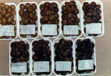 Effect of deydration at 45C° (higher temperatures cause frothing) on Barhee variety during 60 hrs. Moisture content is reduced from about 60 to 40%