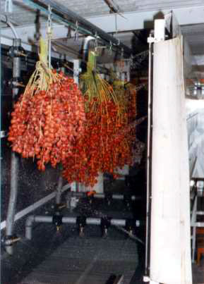 Washing hte whole bunch