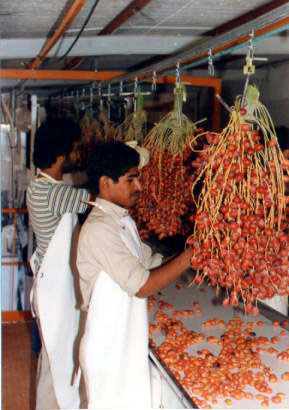 Stripping dates from the bunch