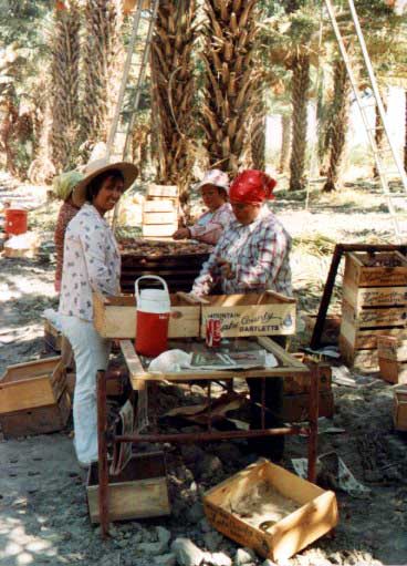 Field sorting on trays and wooden boxes for further storage and treatment in packing plant