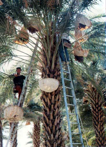 Selective picking and use of cloth containers