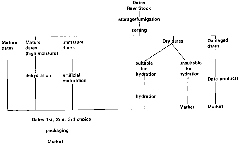 Classification and treatement of Deglet Noor for Export  (North Africa)