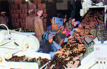 Figure 44: Date Grading on Moving Belts (Iraq, Oman)