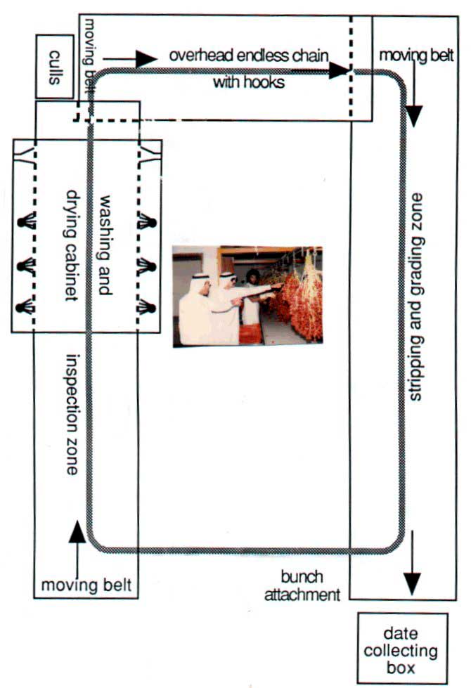 Figure 47: Prototype Washer/Stripper/Grader for Dates on the Bunch (Bahrain) 