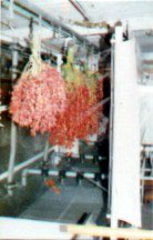 Figure 47: Prototype Washer/Stripper/Grader for Dates on the Bunch (Bahrain) 