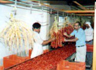 Figure 47: Prototype Washer/Stripper/Grader for Dates on the Bunch (Bahrain) 