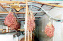 Figure 47: Prototype Washer/Stripper/Grader for Dates on the Bunch (Bahrain) 