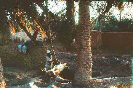 Figure 1: (a) Rural Date Orchard (b) Note waterlifting from shallow well