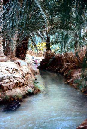 Figure 3: Closely Spaced Traditional Date Grove