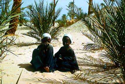 Figure 7: Unattended Date Palms in Marginal Growth Condition