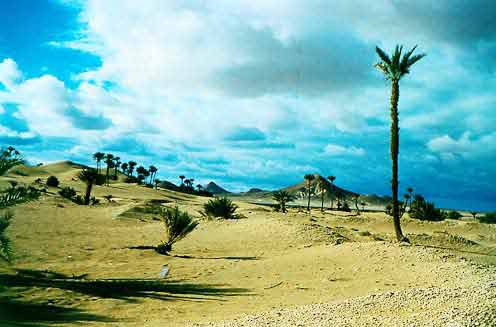 Figure 7: Unattended Date Palms in Marginal Growth Condition