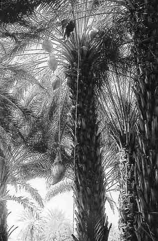 Figure 9: Bunch Protection by Coarsely <br>Woven Baskets (Hadramarit, Yemen)