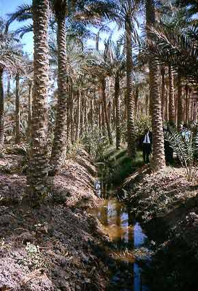Figure 11: Tital Irrigation (Iraq)