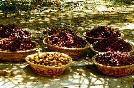 Figure 33: Harvesting Rutab - Selective picking of rutab collected in baskets; Harvesting lwhole bunches of rutab; Mixed late khalaal and rutab of 2 varieties selected in date garden for direct sale in local market