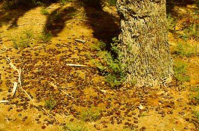 Figure 35: Fruit Drop