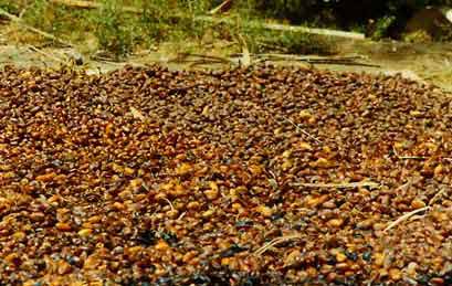 Figure 36: Sundrying of rutab in date garden (Bahrain)