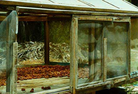 Figure 37: Sundrying of rutab on screened off, elevated platforms (Bahrain)