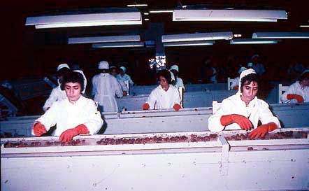 Figure 44: Date Grading on Moving Belts (Iraq, Oman)