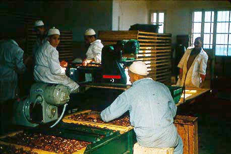 Figure 46: Washed Dates Loaded on Trays (Libya)