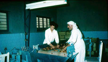 Figure 81: Different Aspects of Date Syrup Production