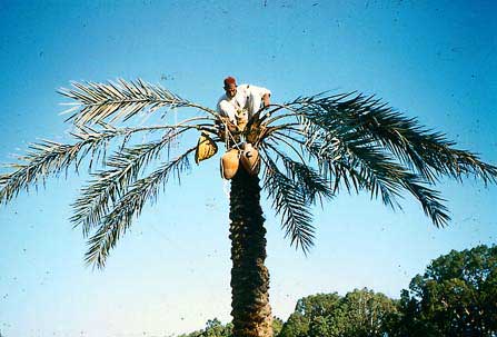 (Twice) daily juice collection, changing of pots and periodically renewing the cut
