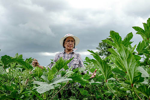 菲律宾 — 一位农场主正在为下一季作物作准备。