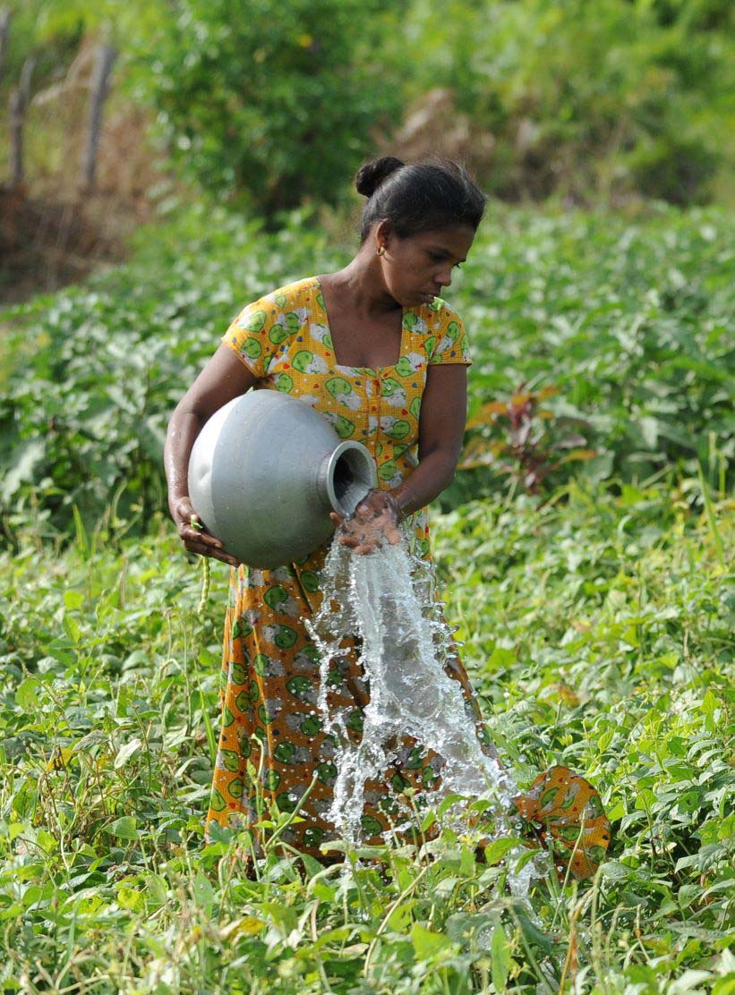 斯里兰卡 — 一位女性农民正在为庄稼浇水。