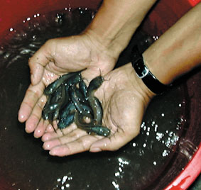 The size of the fry with which the pits were started
