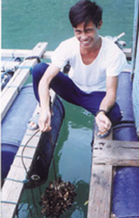  Green mussel culture near Cat Ba island (photo RVA 2000)