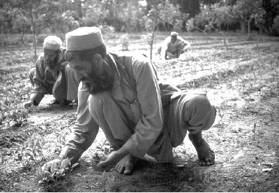 w6020e25.jpg (38795 bytes)