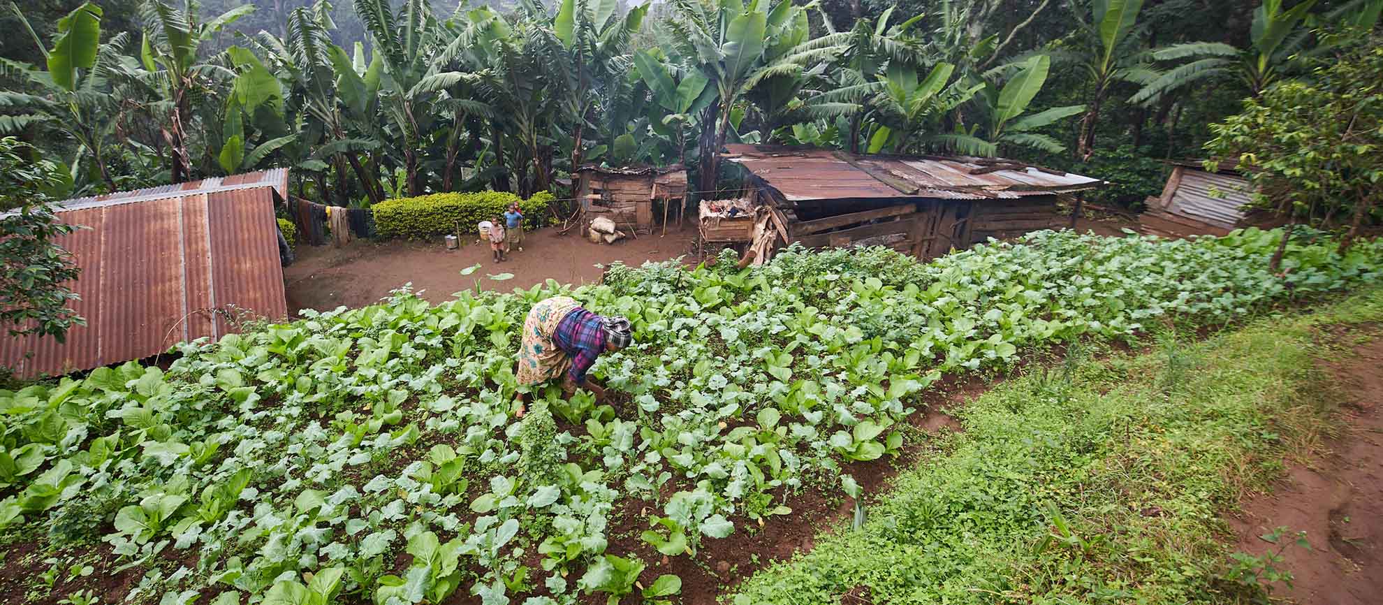 UNITED REPUBLIC OF TANZANIA Female farmer harvesting vegetables in the small village of the Chagga community ©FAO-GIAHS – UNITED REPUBLIC OF TANZANIA