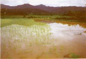 pag21.jpg (30652 byte)