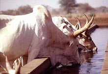 Close-up of zebu cattle (Bos indicus) drinking at trough at the reserve © I. Balderi - Senegal 
