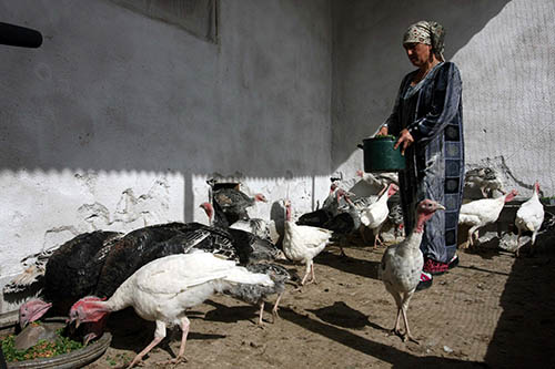 TAJIKISTAN – A woman feeding a flock of turkeys on her farm.