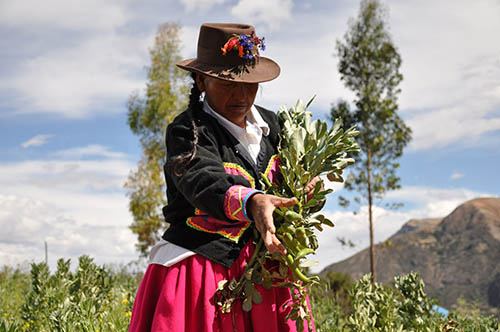 PERU – A rural woman in the field tending her crops.