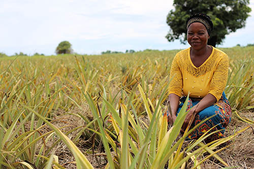 MALAWI - A farmer in her pineapple field. Participation in a farmer field school has helped her improve her income.