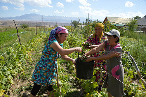 Kyrgyzstan - Rural women harvesting their crops.