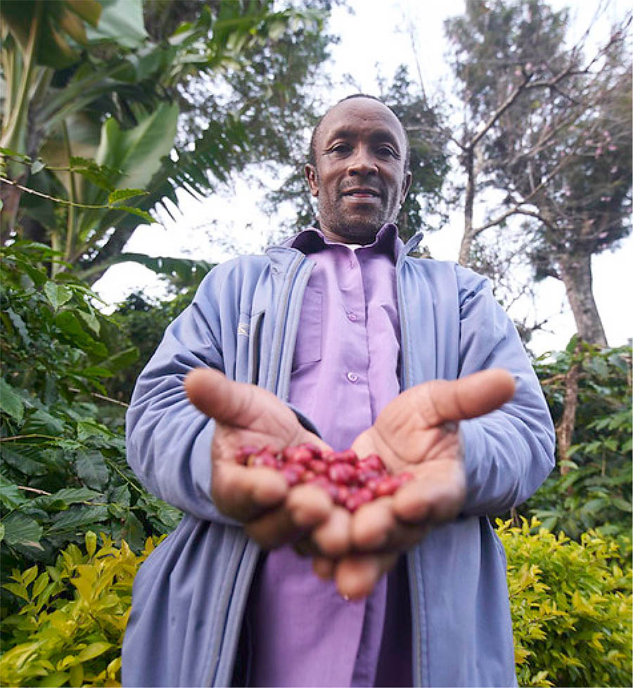 UNITED REPUBLIC OF TANZANIA Farmer with fresh harvested coffee beans ©FAO/FELIPE RODRÍGUEZ